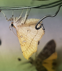 Lepidoptera