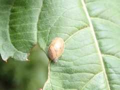 Succinea putris
