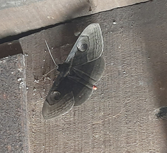 Noctuoidea