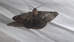 Lepidoptera