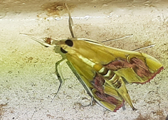 Agathodes ostentalis