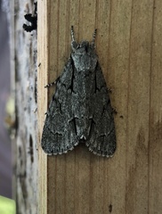 Acronicta psi