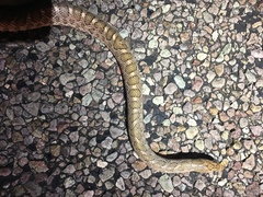 Arizona elegans elegans