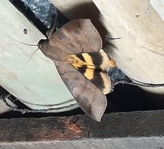 Thyas coronata