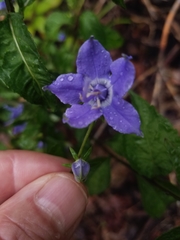 Campanulastrum americanum