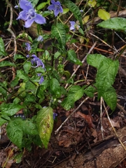 Campanulastrum americanum