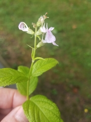 Teucrium canadense