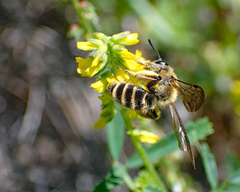 Andrena auricoma