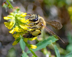 Andrena auricoma