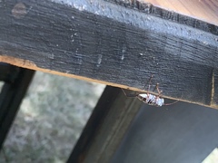 Neoclytus scutellaris