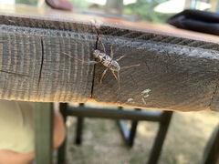 Neoclytus scutellaris