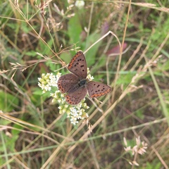 Lycaena tityrus