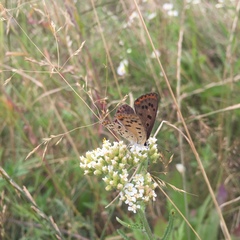 Lycaena tityrus