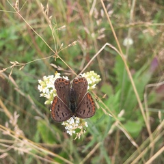 Lycaena tityrus