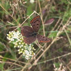 Lycaena tityrus