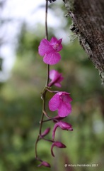 Comparettia falcata