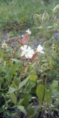 Silene latifolia