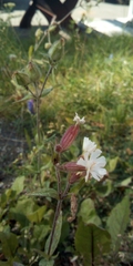 Silene latifolia