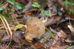 Scleroderma flavidum