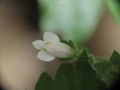 Mazus goodenifolius
