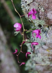 Comparettia falcata