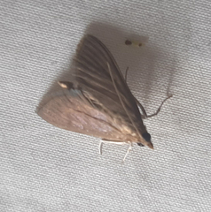 Lepidoptera
