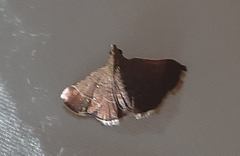 Lepidoptera