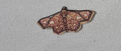 Lepidoptera