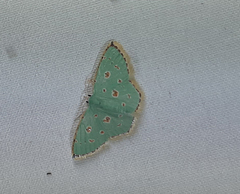 Lepidoptera