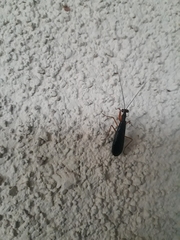Mantis