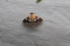 Aetholix flavibasalis