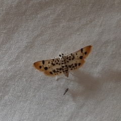 Pycnarmon alboflavalis
