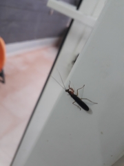 Mantis