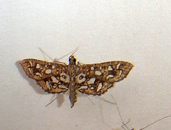 Nausinoe geometralis