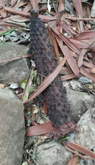 Encephalartos tegulaneus subsp. tegulaneus image
