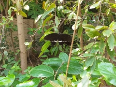 Papilio polytes