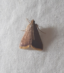 Lepidoptera