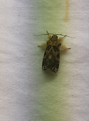 Lepidoptera