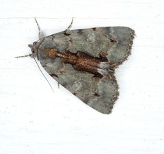 Catocala grynea