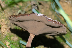 Sanguinoderma rugosum