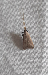 Lepidoptera