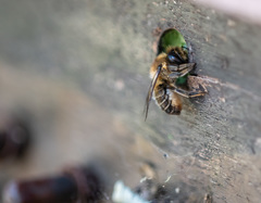 Megachile willughbiella