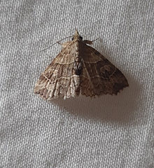 Lepidoptera