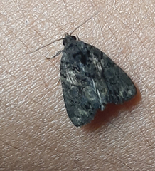 Lepidoptera