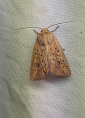 Lepidoptera
