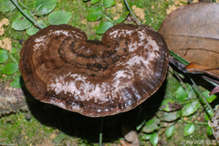 Sanguinoderma rugosum
