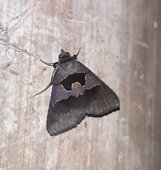 Lepidoptera