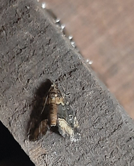 Lepidoptera