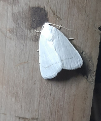Lepidoptera