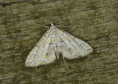 Elophila icciusalis